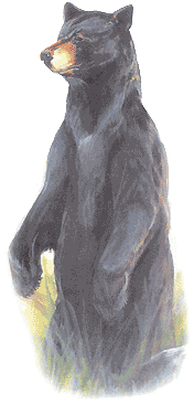 Protecting property from bears.